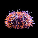 Collector Urchin