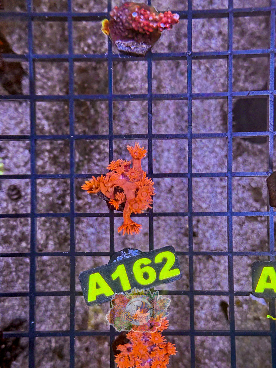 WYSIWYG A162 Ultra Red Goni