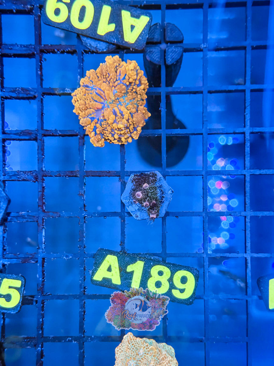 WYSIWYG A189 Purple Millepora