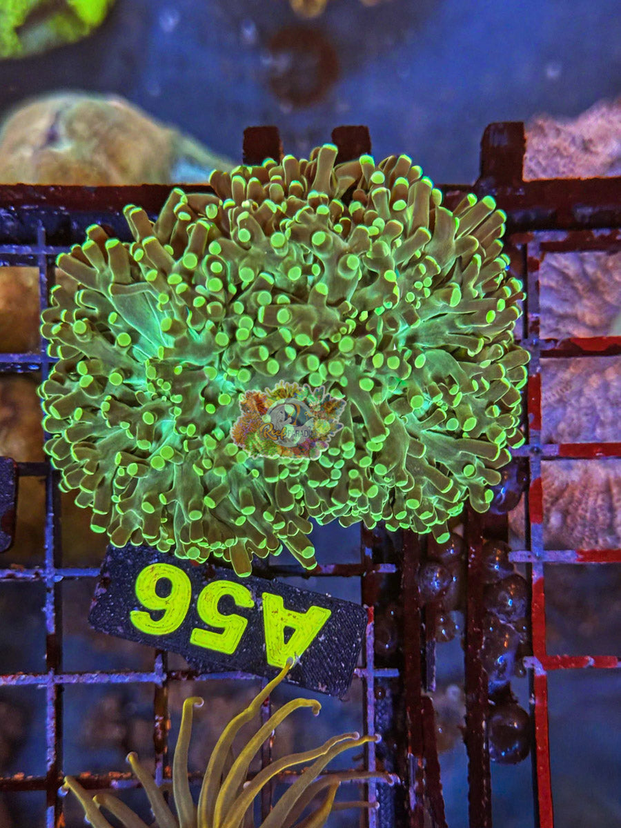 WYSIWYG 56 Neon Green Frogspawn