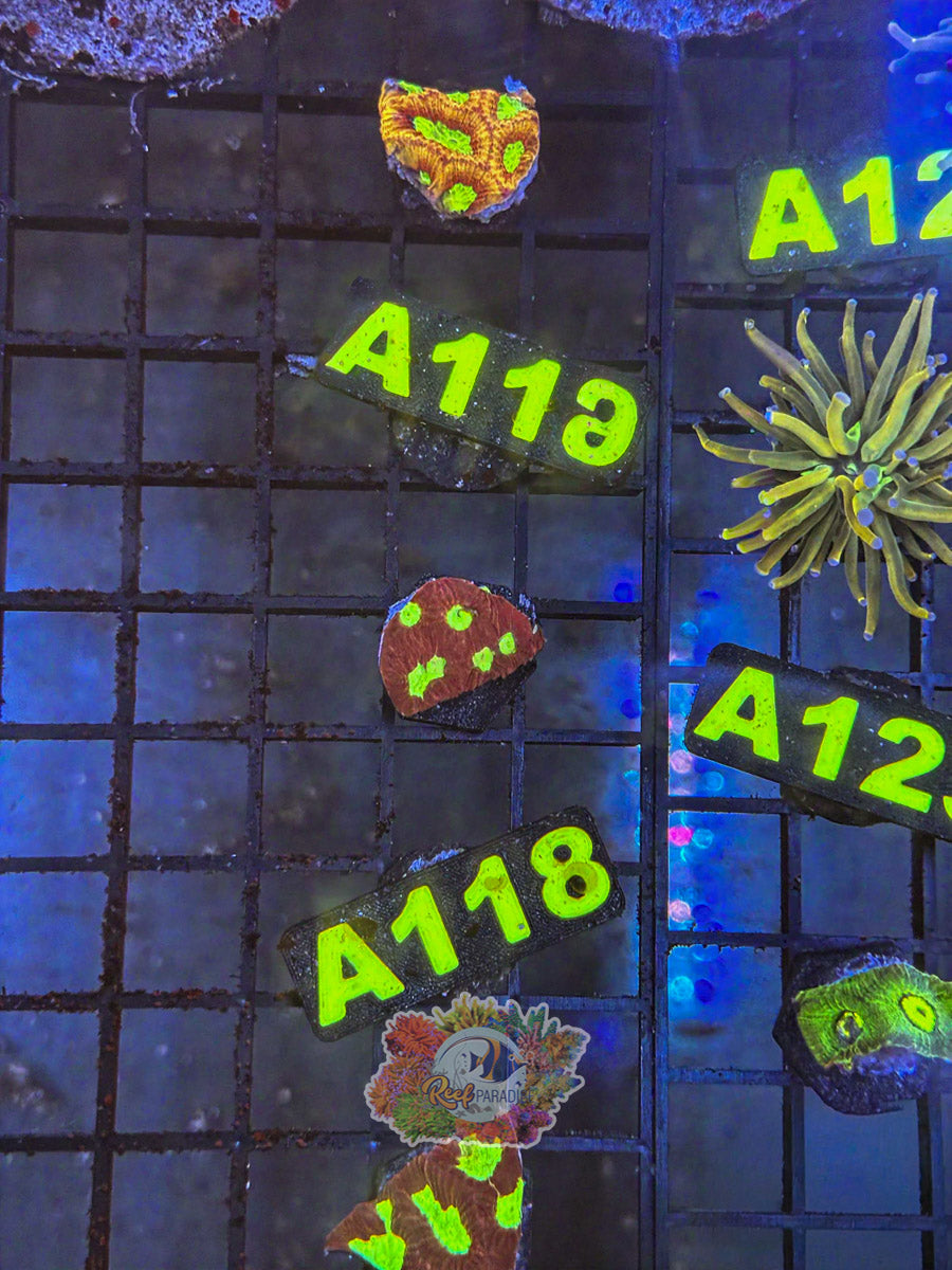 WYSIWYG A118 Ultra Favia