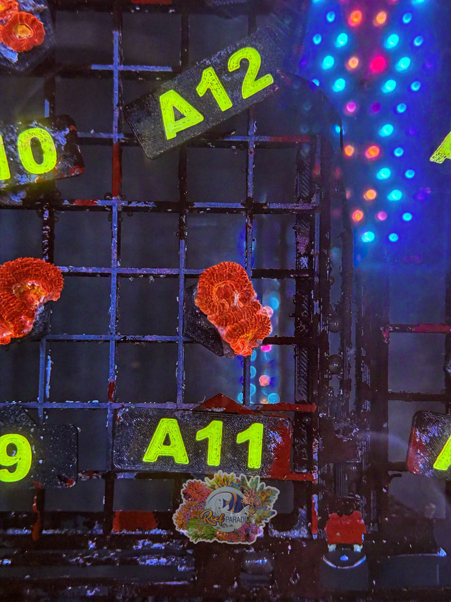 WYSIWYG A11 Ultra Acan
