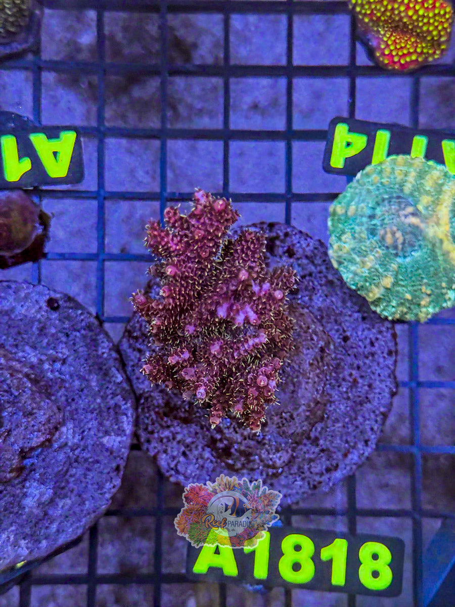WYSIWYG A181 Acro Colony ( NO DOA)
