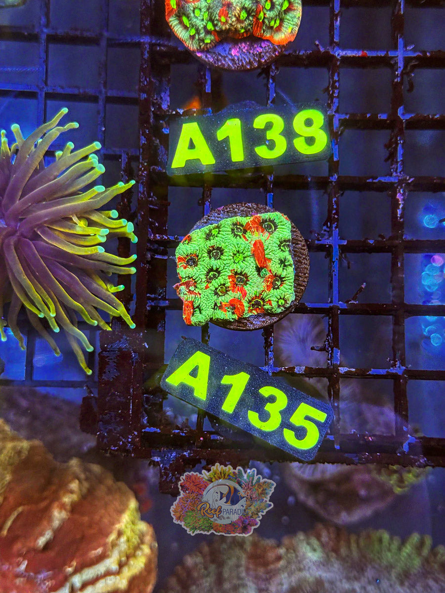 WYSIWYG A135 Rainbow War Coral Favites