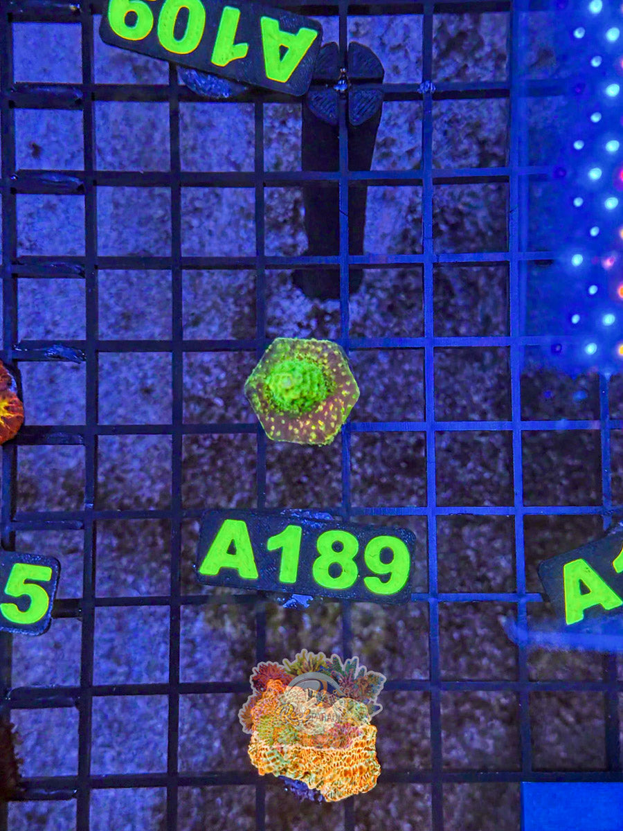 WYSIWYG A189 Acro