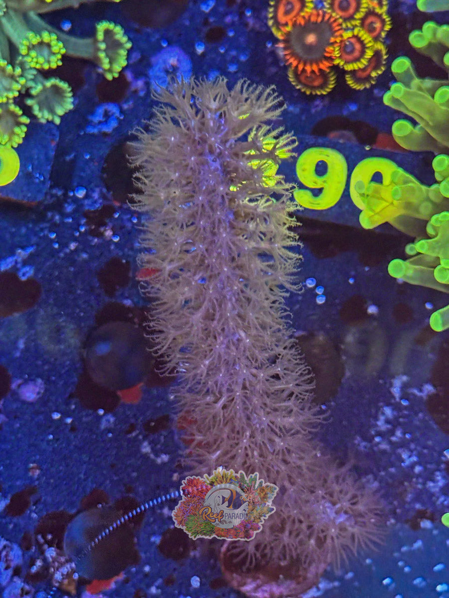 WYSIWYG A89 Photosynthetic Gorgonian