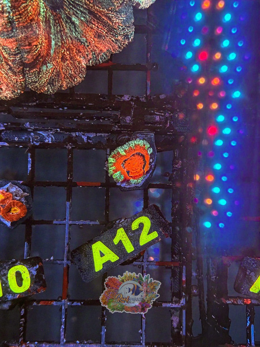 WYSIWYG A12 Ultra Acan