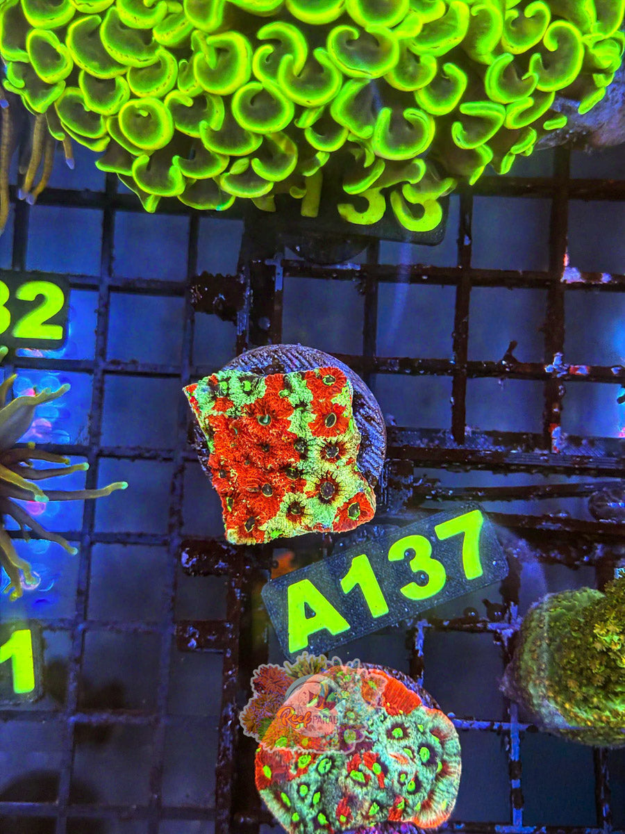 WYSIWYG A137 Rainbow War Coral Favites