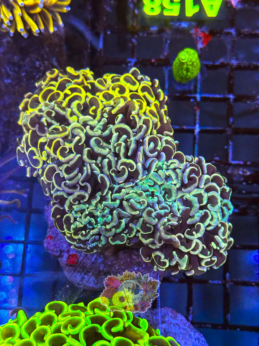 WYSIWYG A139 Crazy Rainbow Hammer