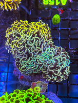 WYSIWYG A139 Crazy Rainbow Hammer