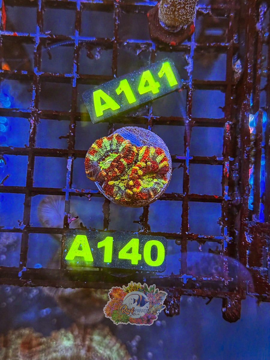 WYSIWYG A140 Rainbow Acan