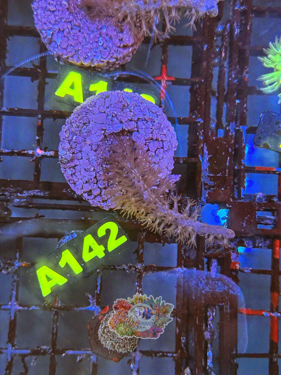 WYSIWYG A142 Photosynthetic Gorgonian