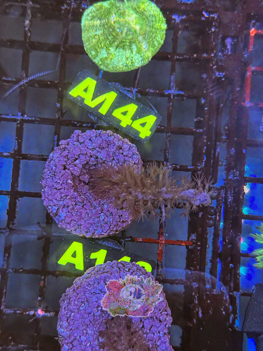 WYSIWYG A143 Photosynthetic Gorgonian