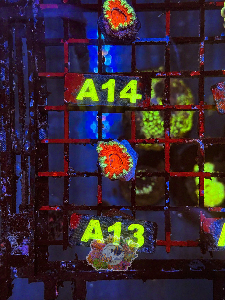WYSIWYG A13 Ultra Acan