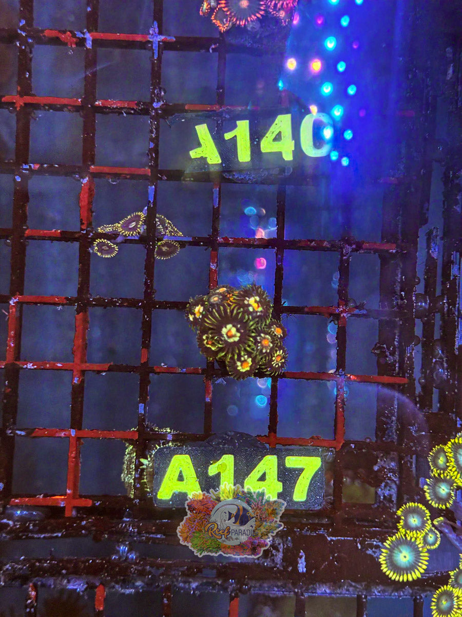 WYSIWYG A147 Zoa
