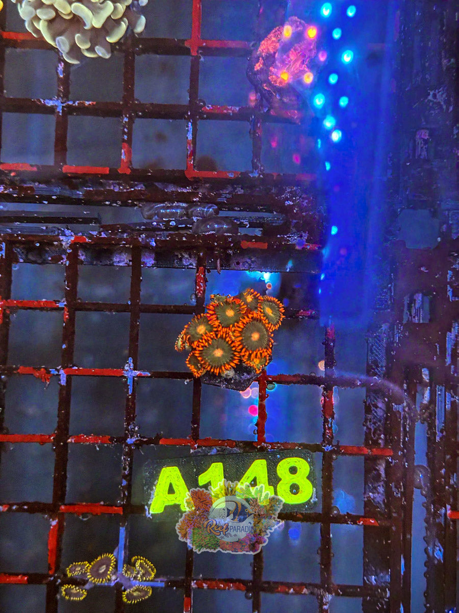 WYSIWYG A148 Zoa