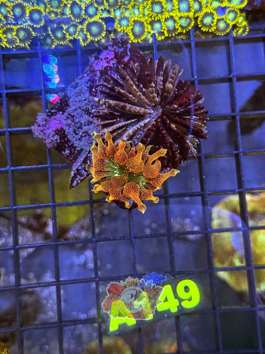 WYSIWYG A149 Rainbow Bubbletip Anemone
