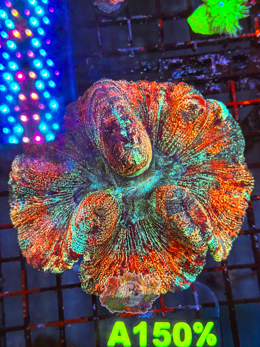 WYSIWYG A150 Rainbow Trachy
