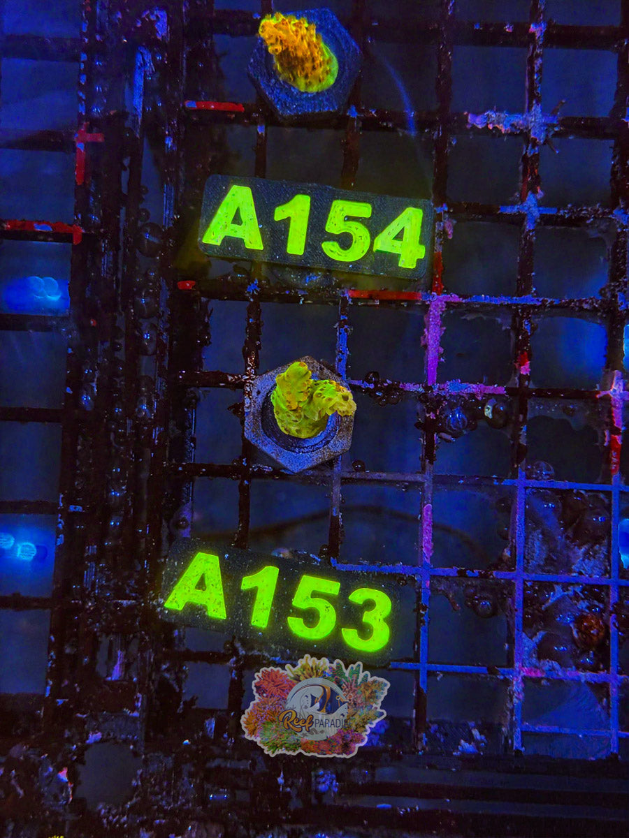 WYSIWYG A153 Golden Acro