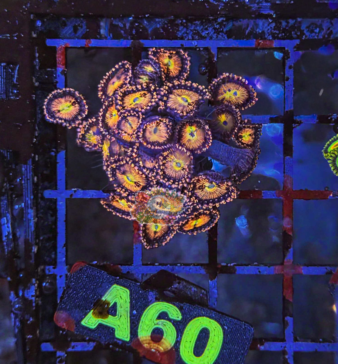WYSIWYG 60 Zoa