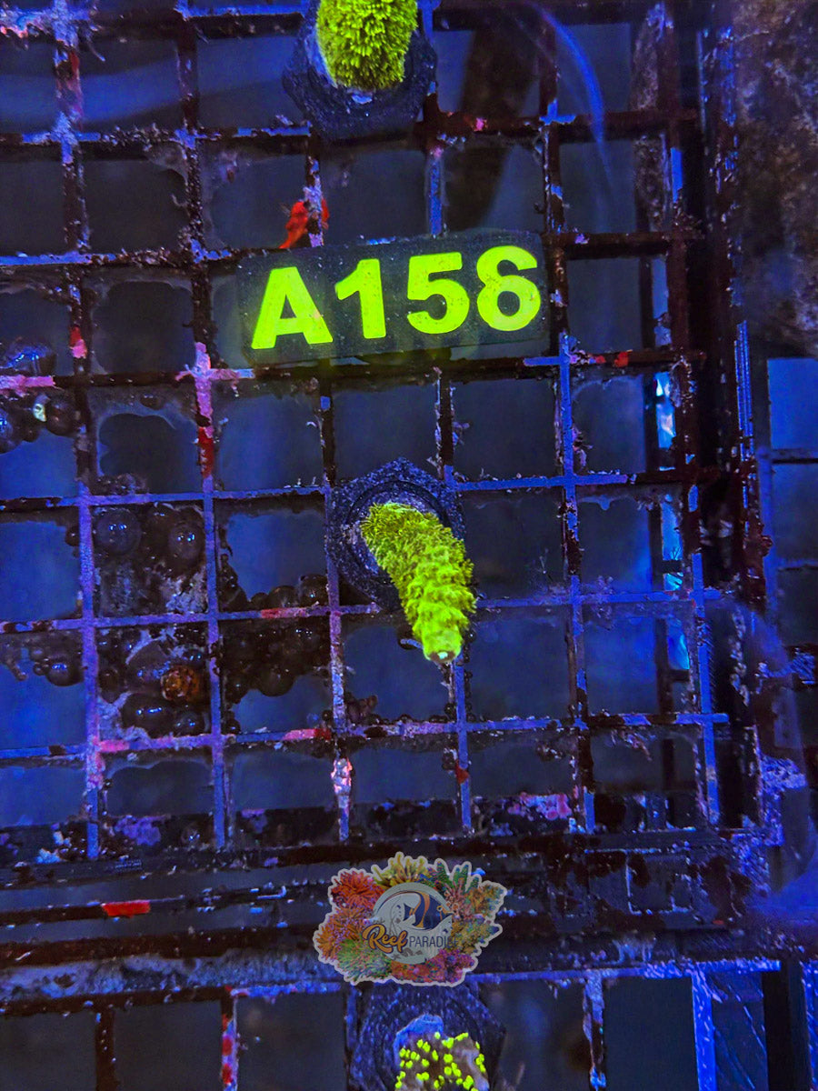 WYSIWYG A157 Green Hairy Monster