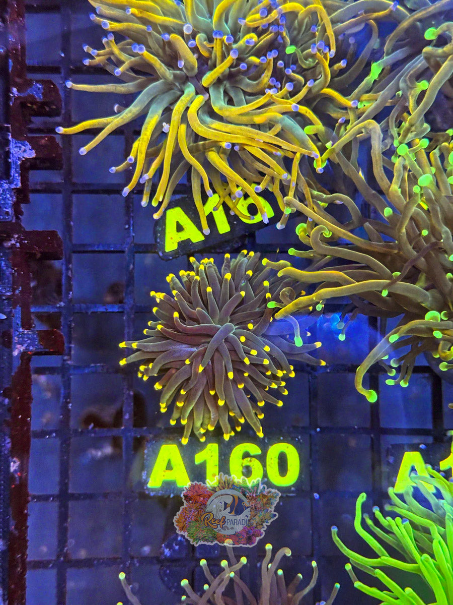 WYSIWYG A160  Black Neon Torch