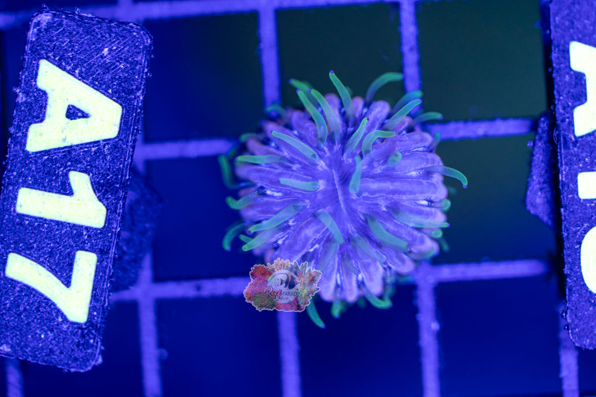 WYSIWYG 17 Ultra Fungia Plate ( SPAWNED IN STORE)