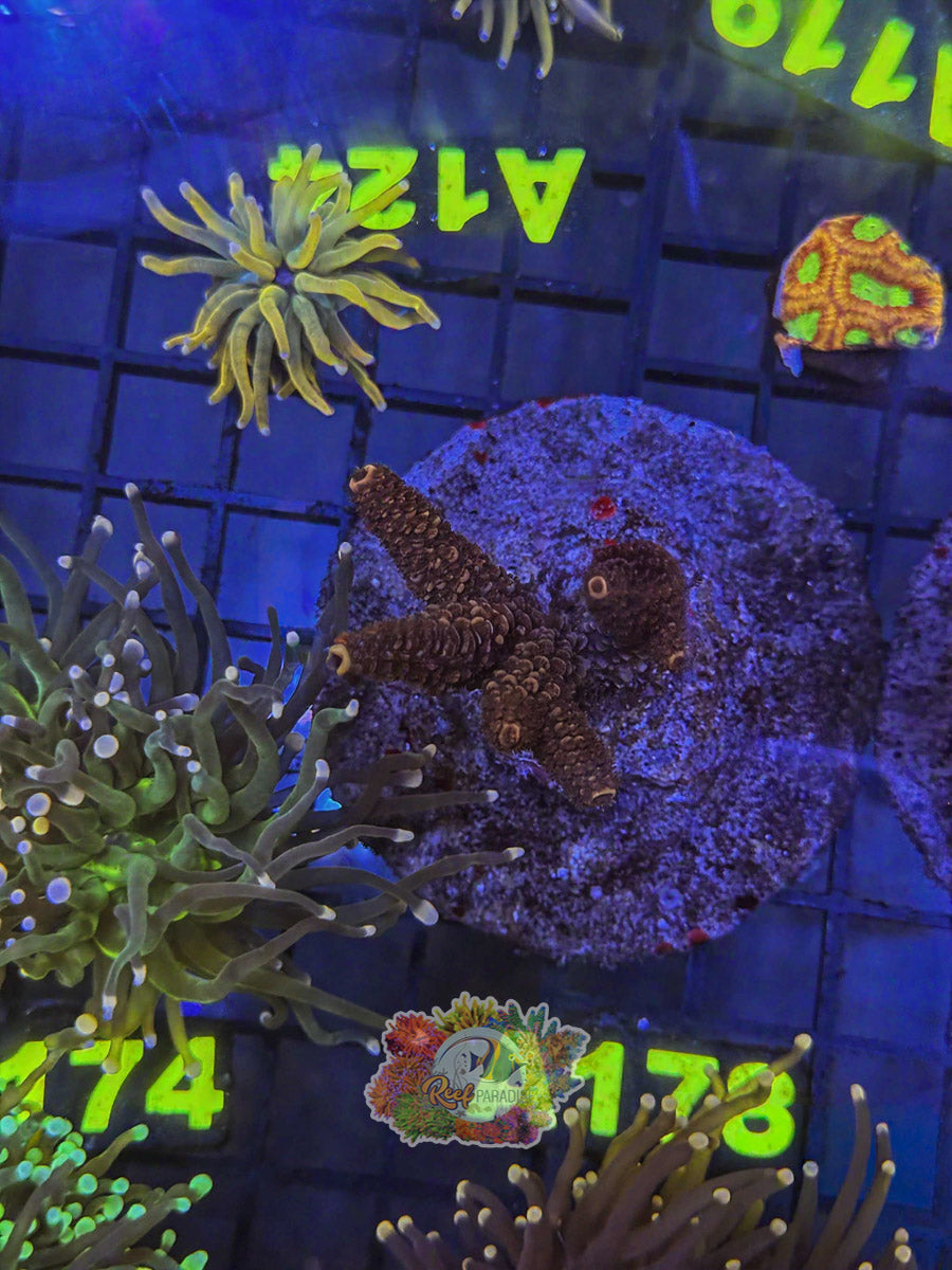 WYSIWYG A178 Acro Colony