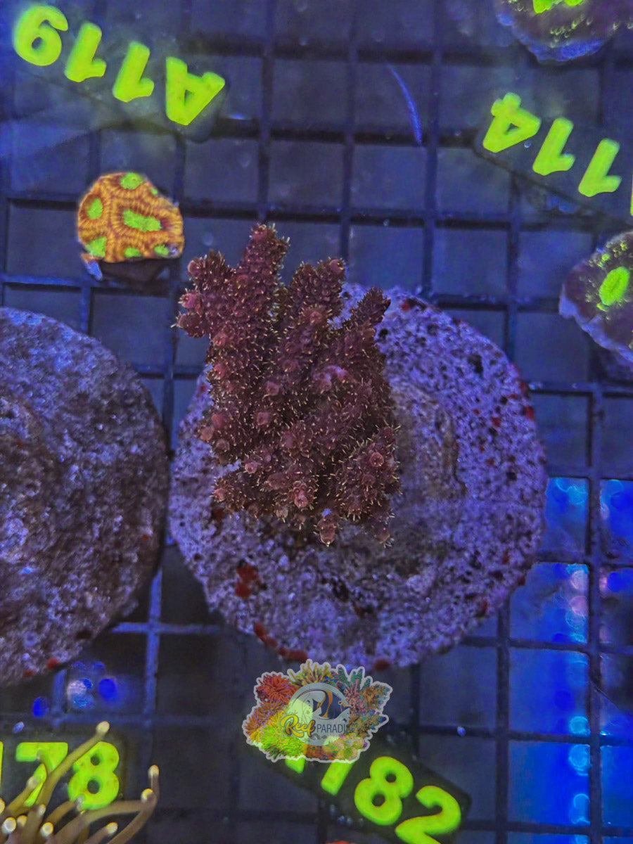 WYSIWYG A182 Acro Colony