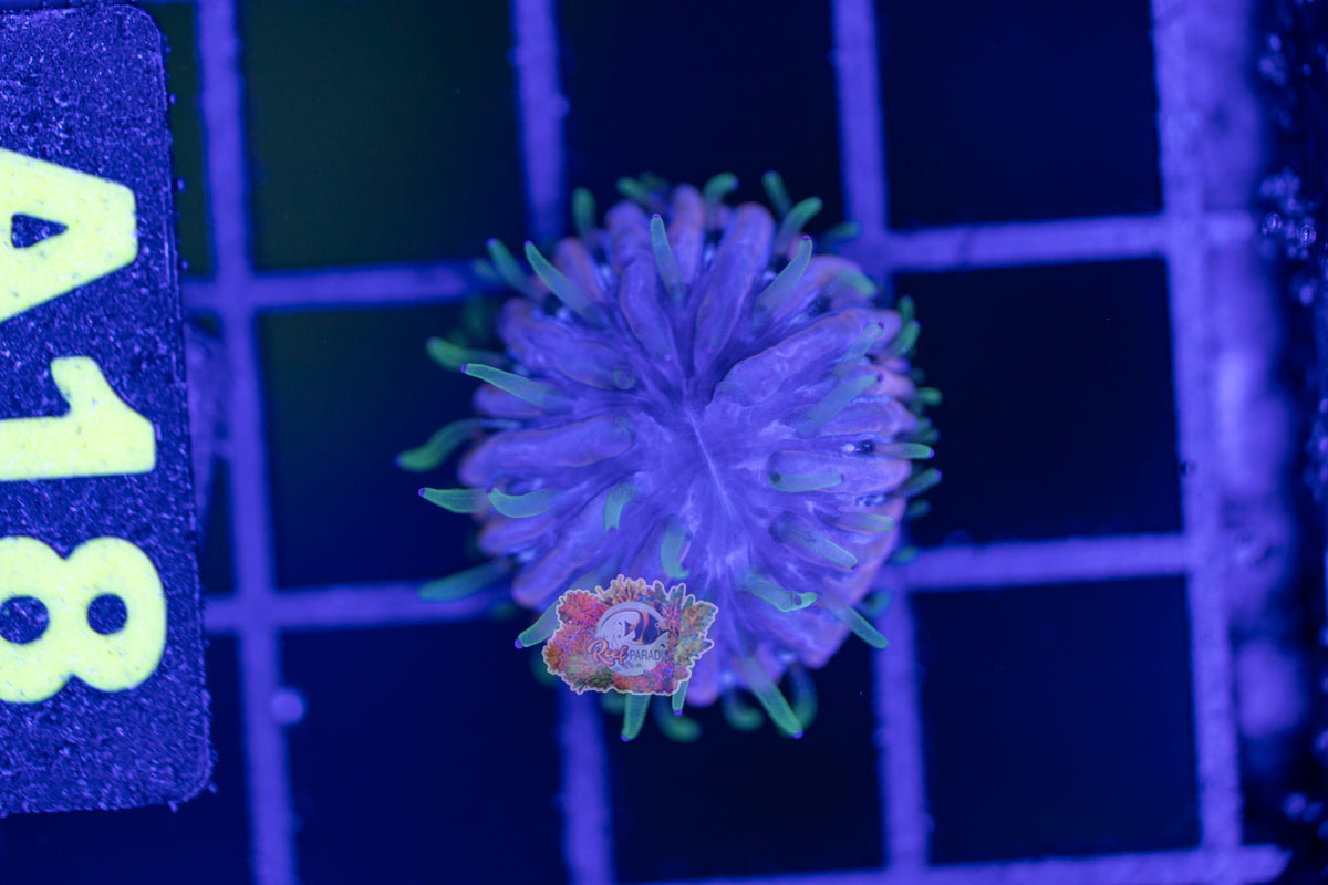 WYSIWYG 18 Ultra Fungia Plate ( SPAWNED IN STORE)