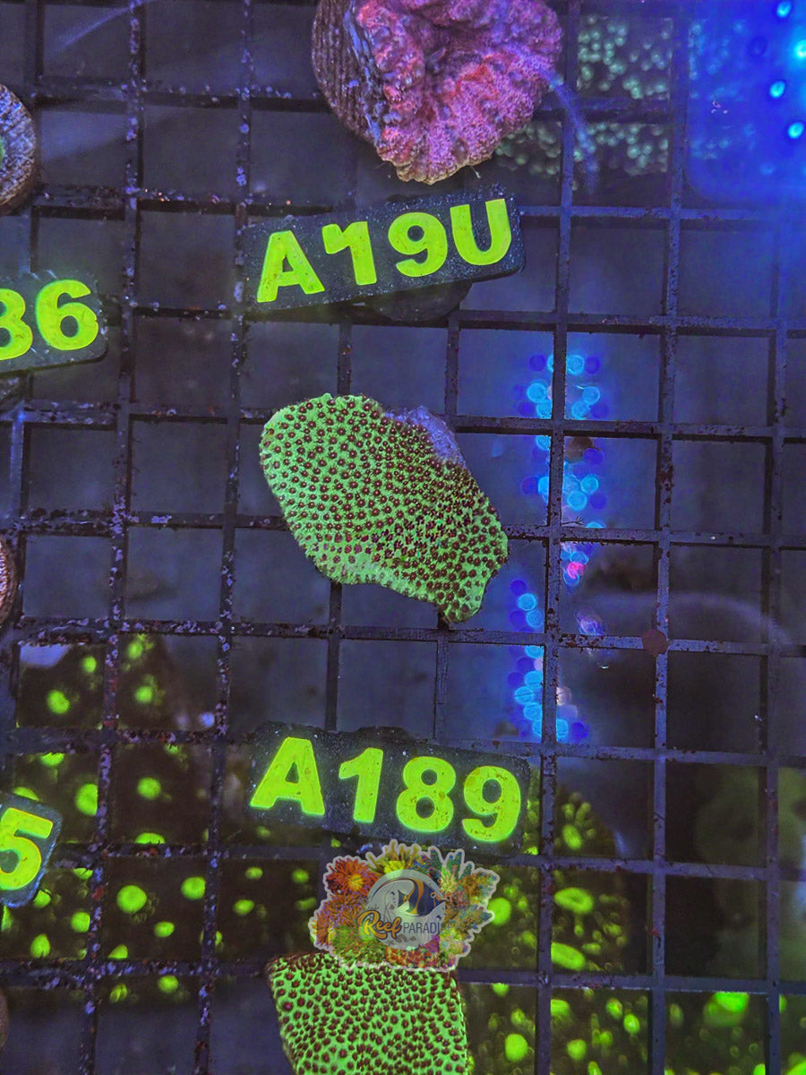 WYSIWYG A189 Porites Coral
