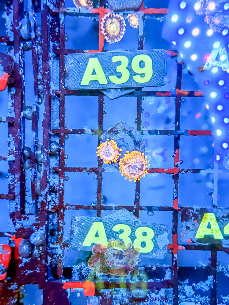 WYSIWYG A38 Utter Chaos Zoa