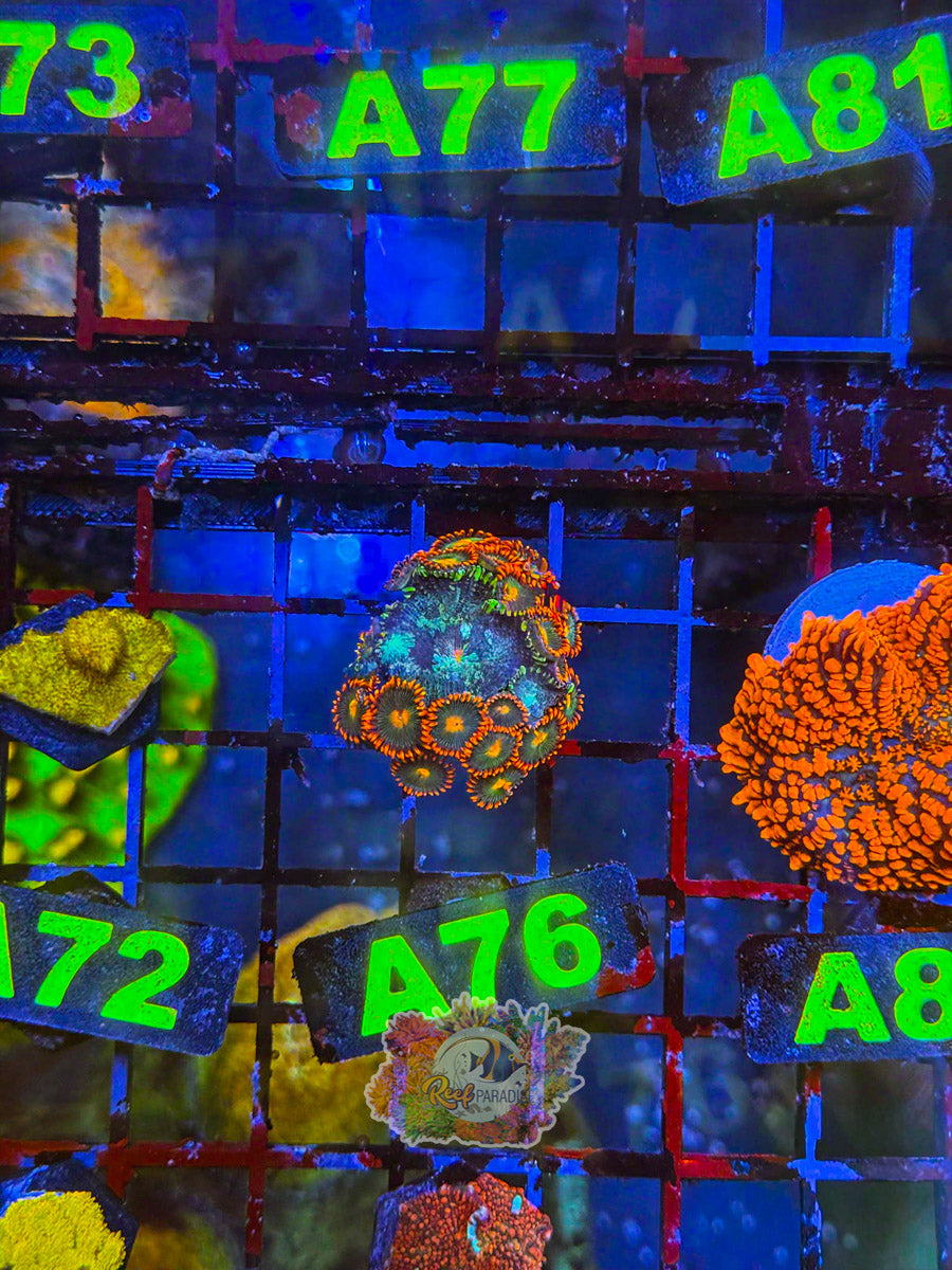 WYSIWYG A76  Mushroom & Zoa