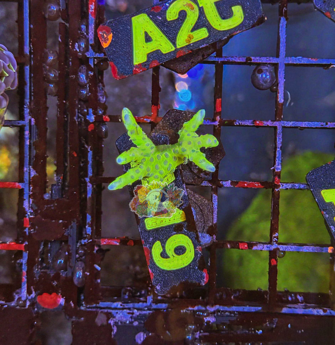 WYSIWYG 19 Green Goblin Anacropora