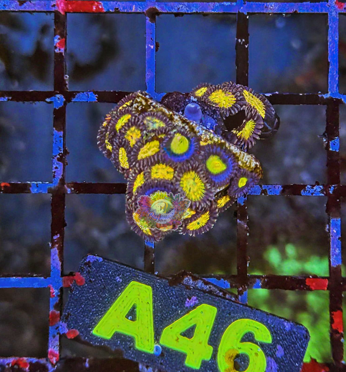 WYSIWYG 46 Zoa