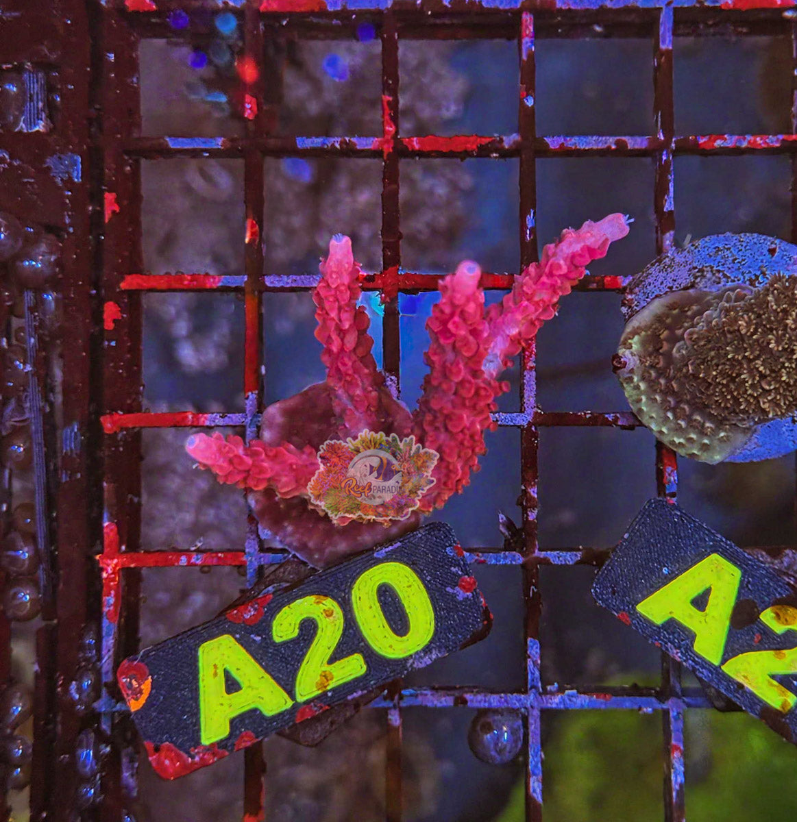 WYSIWYG 20 Red Diablo Acro