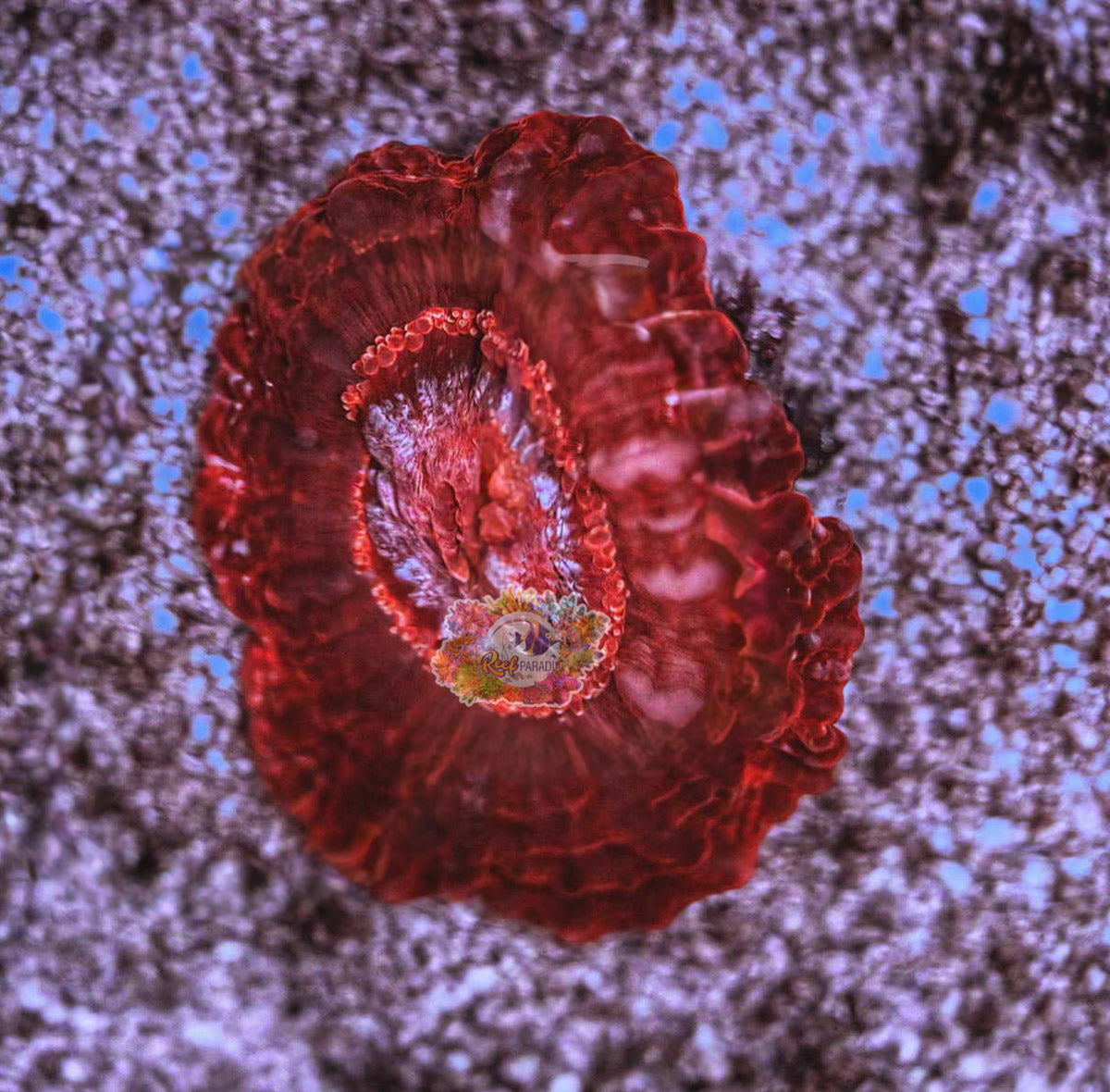 Wysiwyg Ultra Cynarina 2