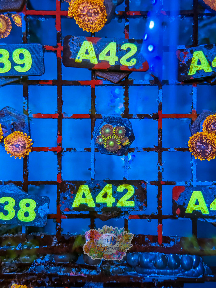 WYSIWYG A42 Zoa