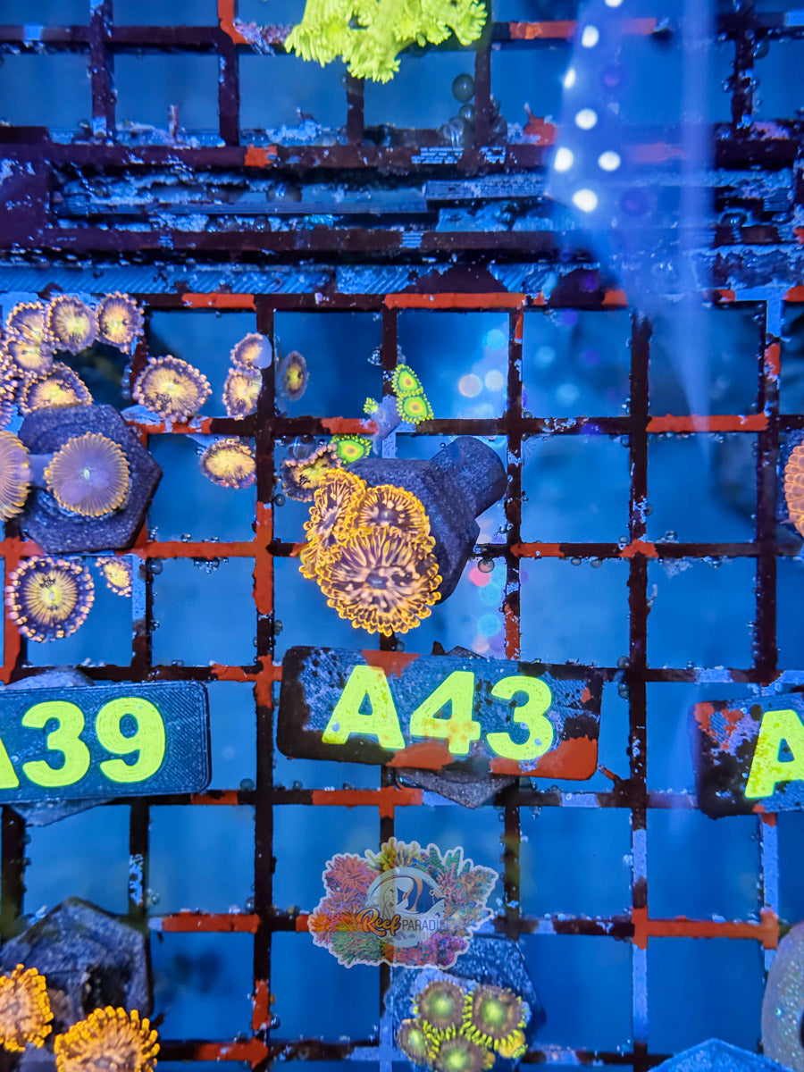 WYSIWYG A43 Utter Chaos Zoa