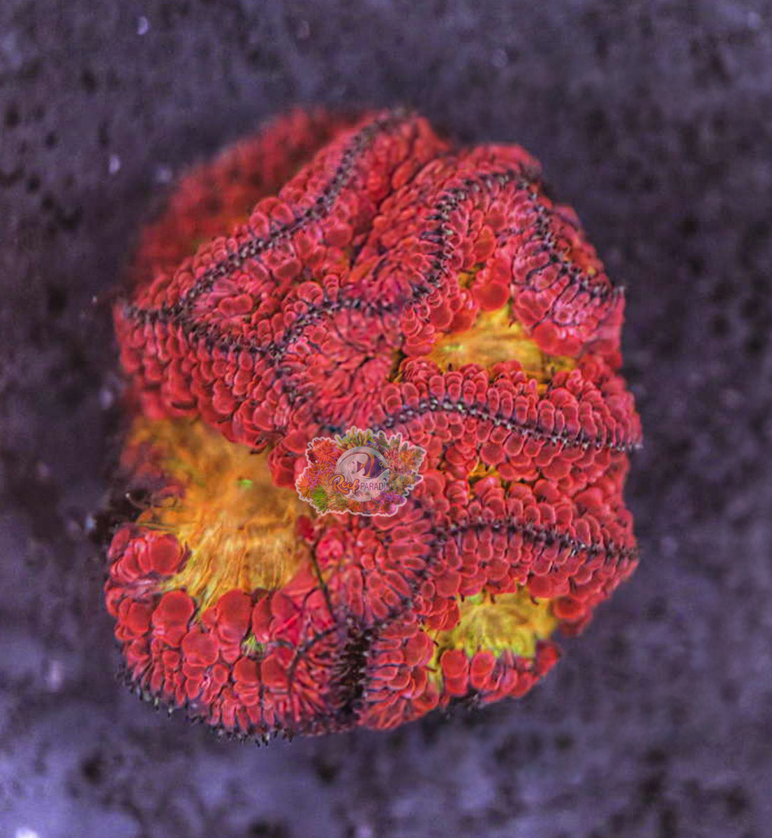 Wysiwyg Ultra Blasto Colony