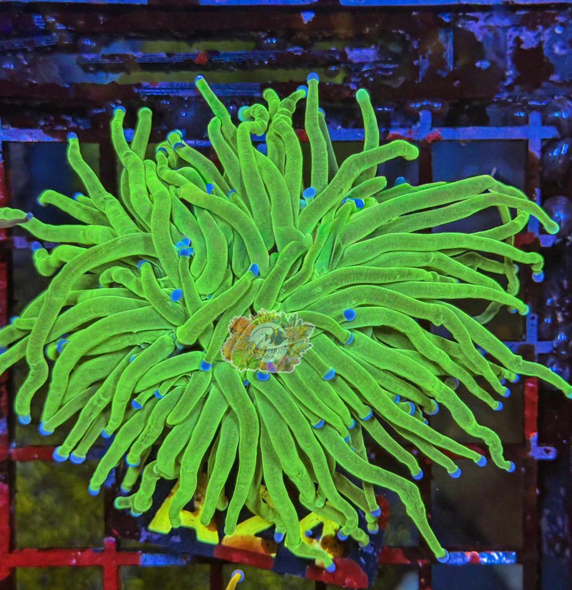 WYSIWYG 24 Kryptonite Torch