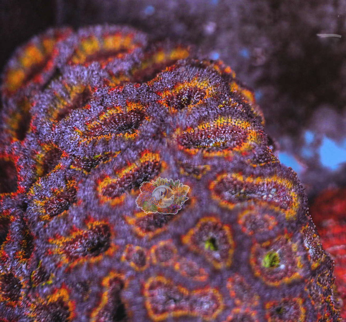 Rainbow Acan Frag