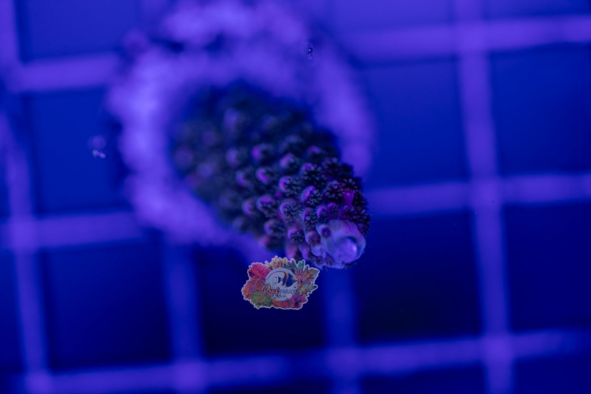 WYSIWYG 26 acropora abrotanoides