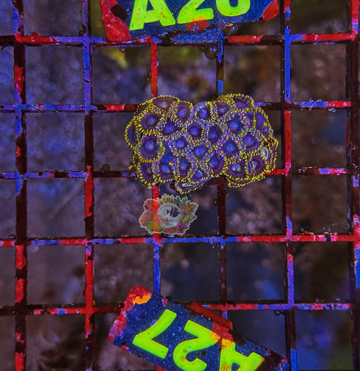 WYSIWYG 27 Zoa