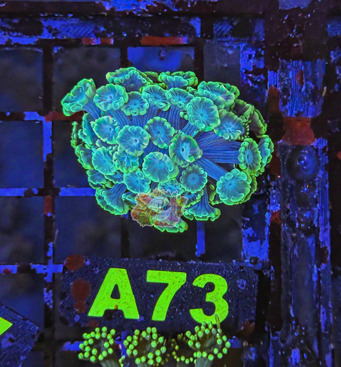 WYSIWYG 73 Alveopora
