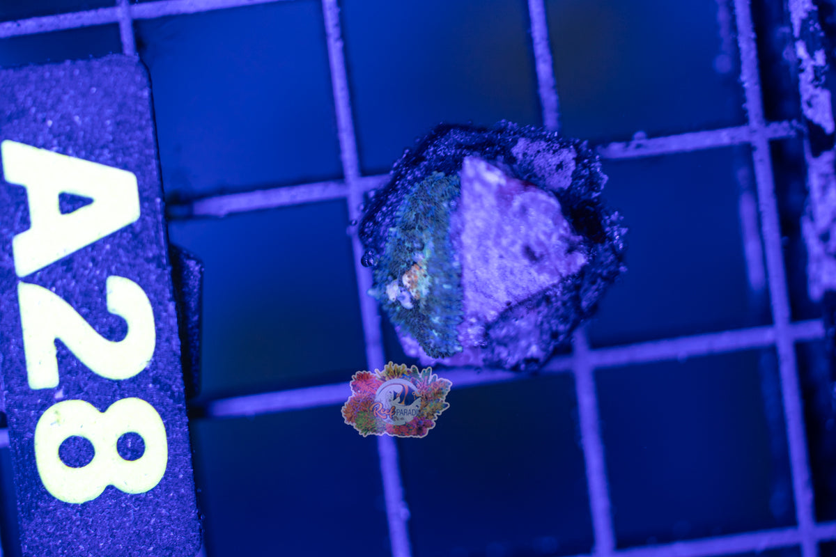 WYSIWYG 28 Powerball Bounce Mushroom