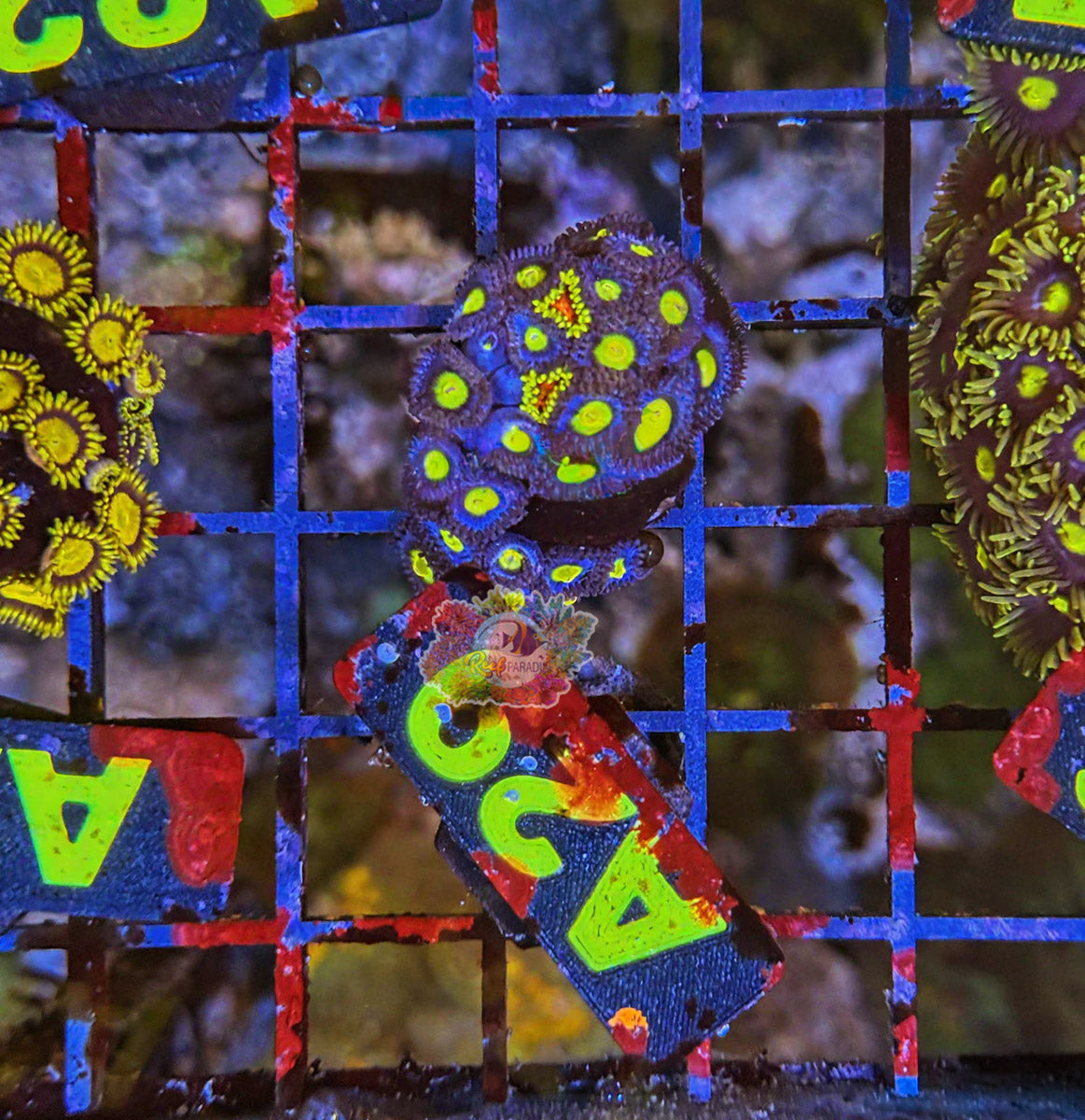 WYSIWYG 29 Zoa