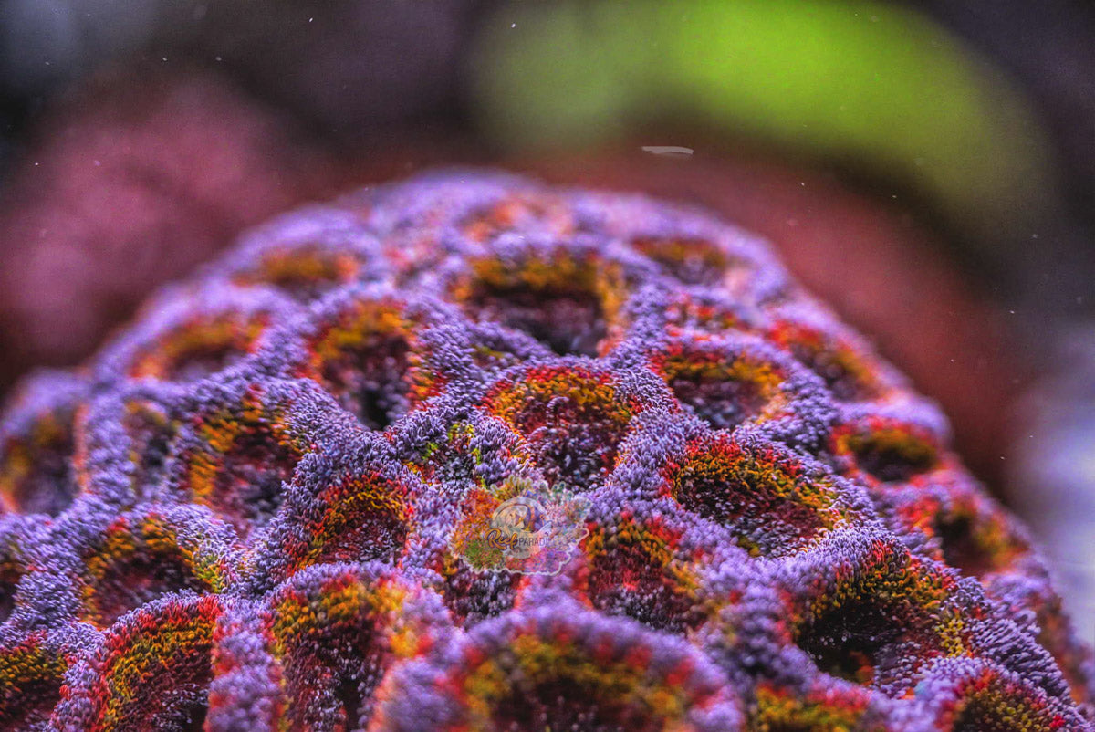 Rainbow Acan Frag