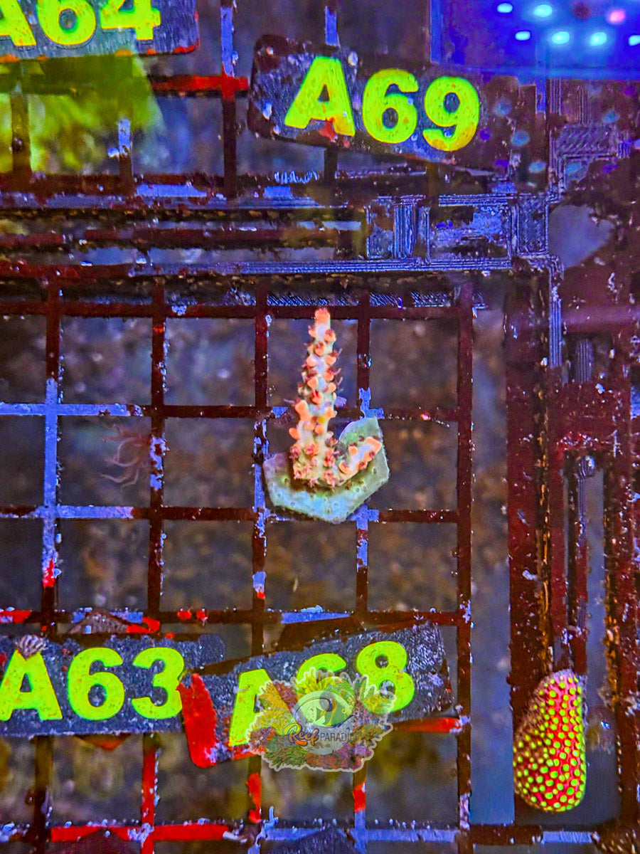WYSIWYG A68  Malificent Acro
