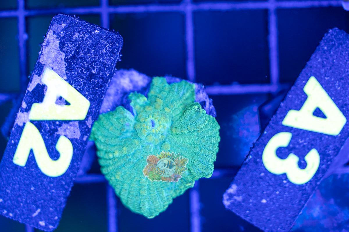 WYSIWYG 2 Lemon Lime Mushroom